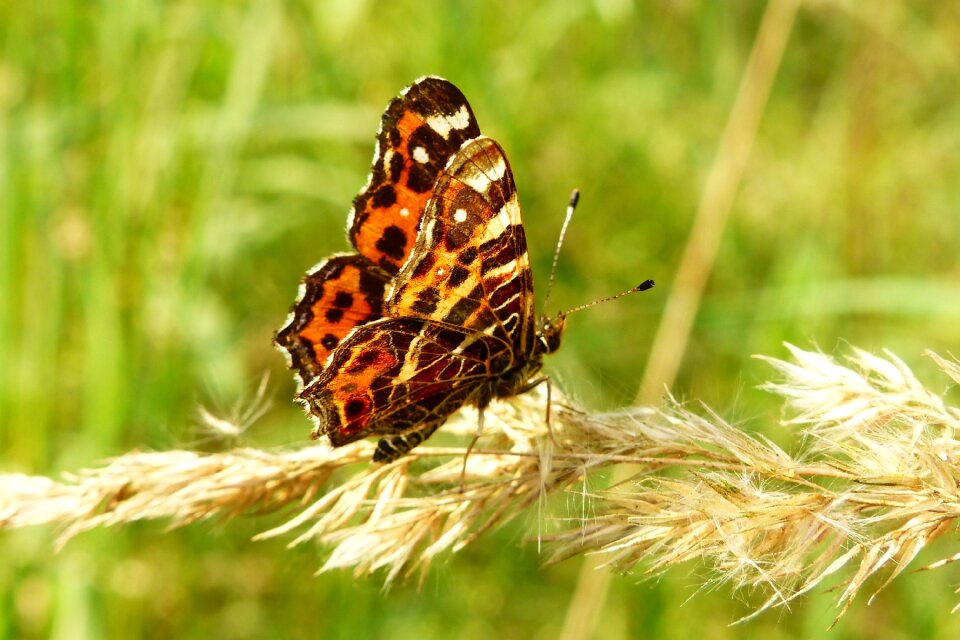 At the court of butterfly day nature