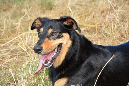 Companion dog black and brown brown eyes photo