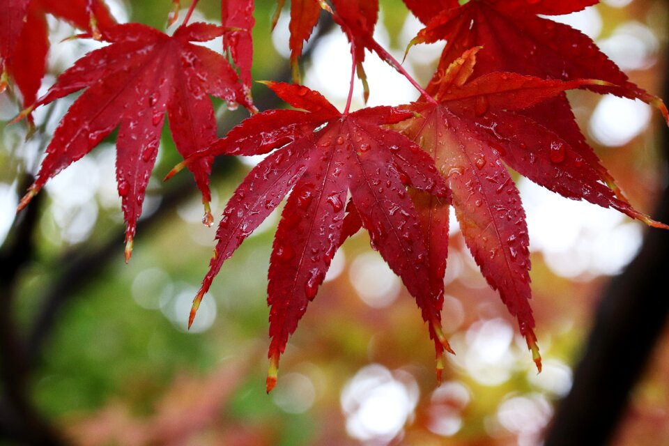 Nature leaf autumn