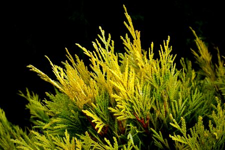 Nature sprig closeup
