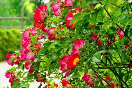 Flower red rose bloom