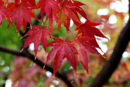 Nature leaf autumn photo