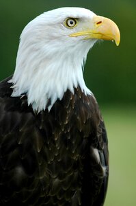 Perched profile raptor