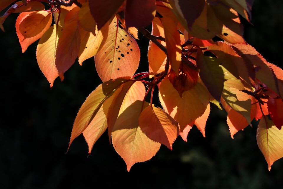 Nature leaf autumn