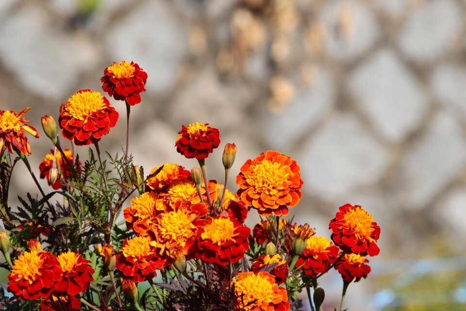 Plants flowers fall flowers