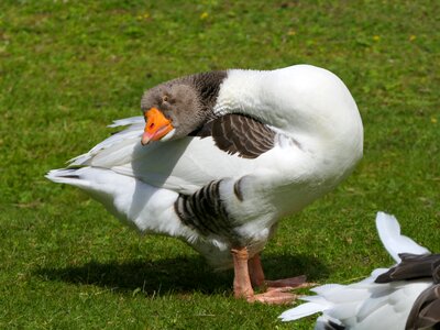 Bird animal beak