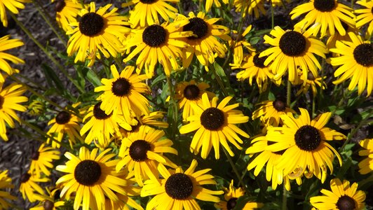 Garden summer nature