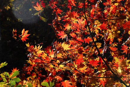 Nature leaf autumn