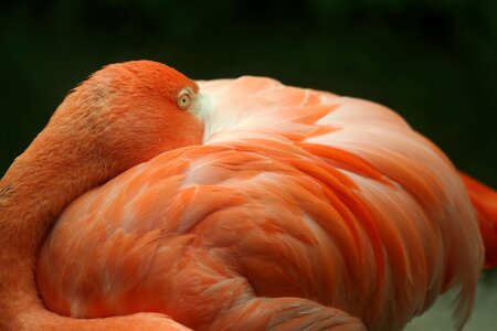 Disengage feather nature