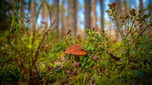 Orange-cap boletus blueberry pine