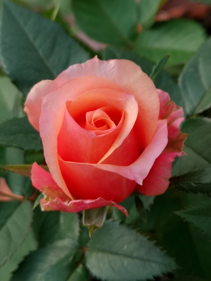 Rose bud nature