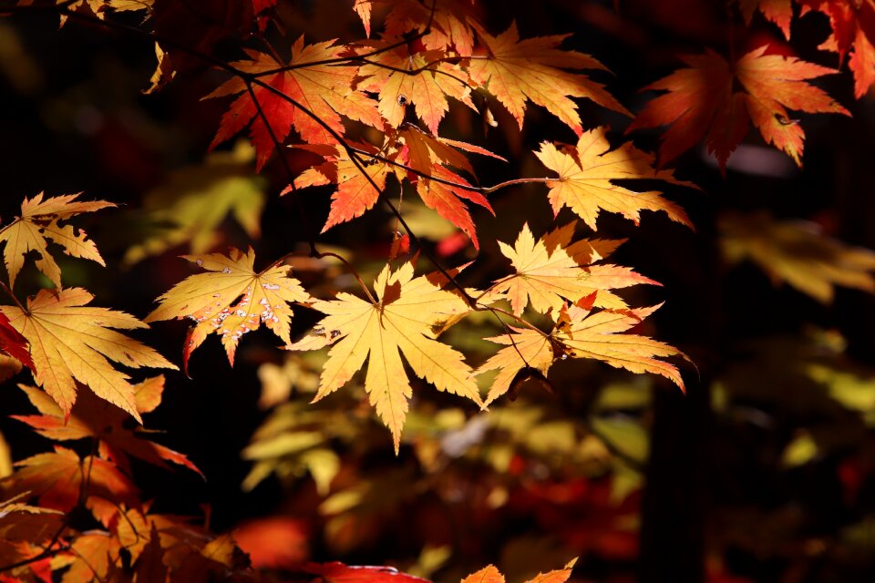 Nature leaf autumn