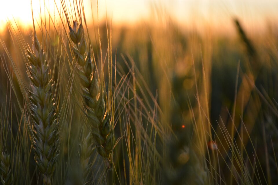 Sun brazil farming