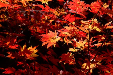Nature leaf autumn photo
