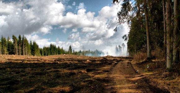 Forest way forest road