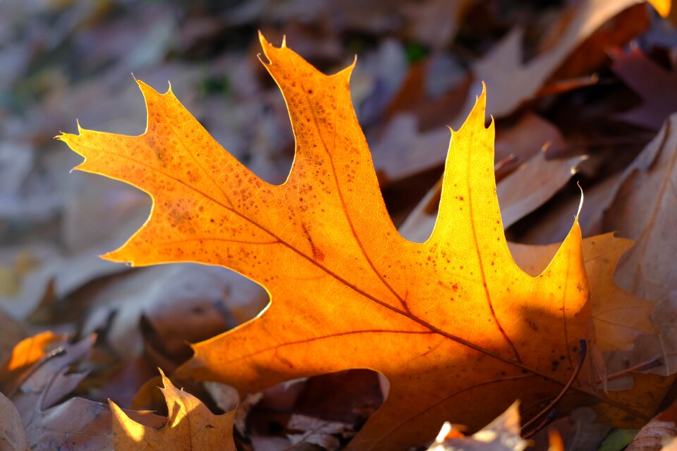 Fall color nature fall foliage