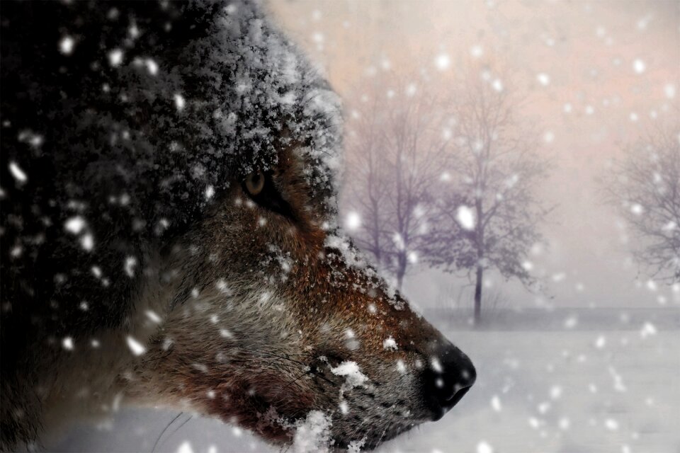 Nature carnivores grey