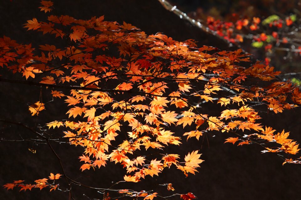 Nature leaf autumn