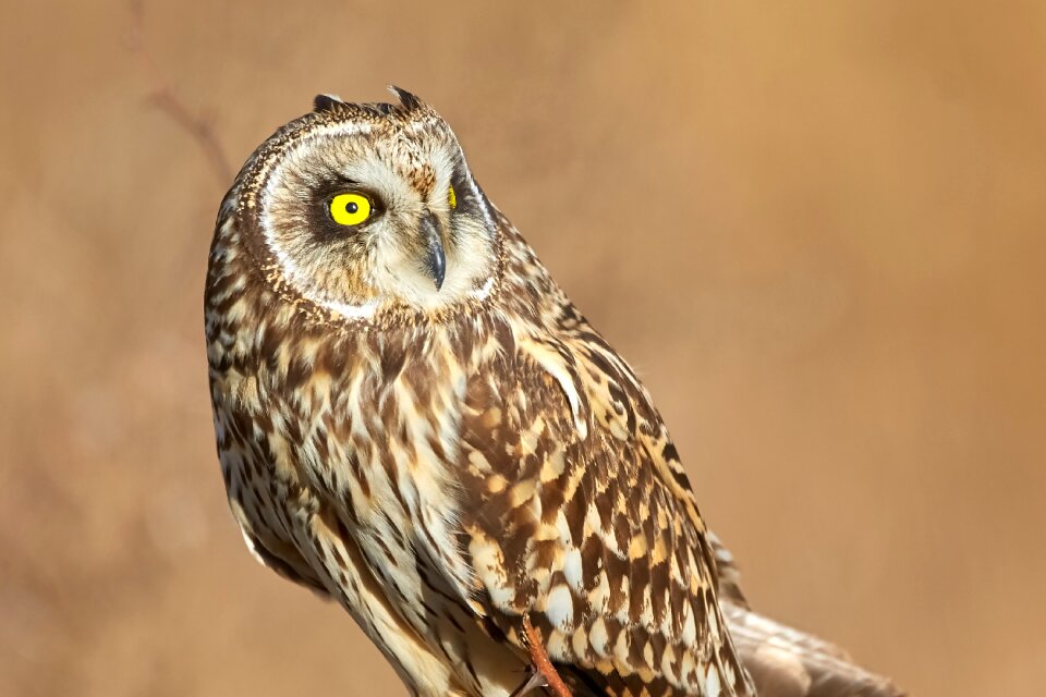 Nature wildlife predator