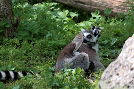 Madagascar zoo mammal photo