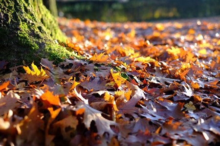 Autumn fall color nature