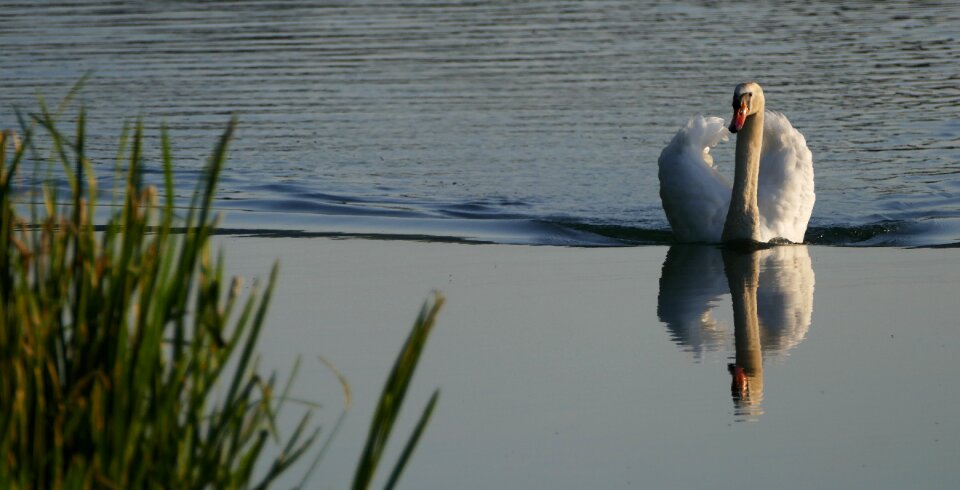 Swan morning sun light