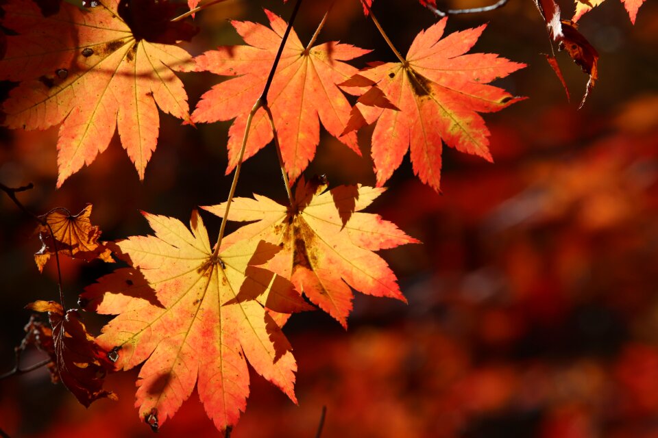 Nature leaf autumn
