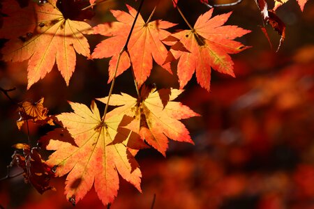 Nature leaf autumn photo