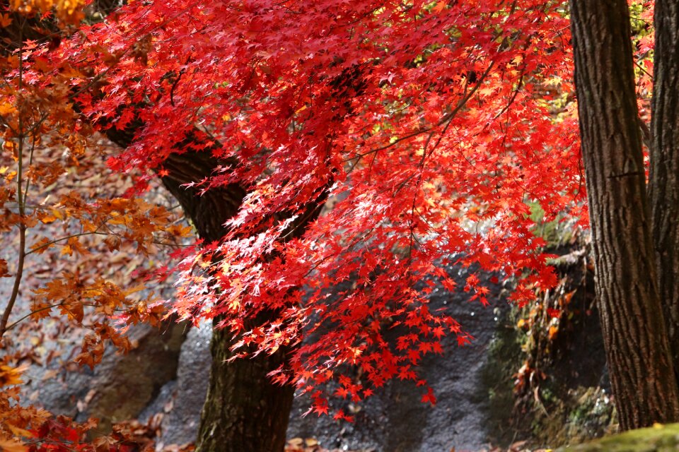 Nature leaf autumn