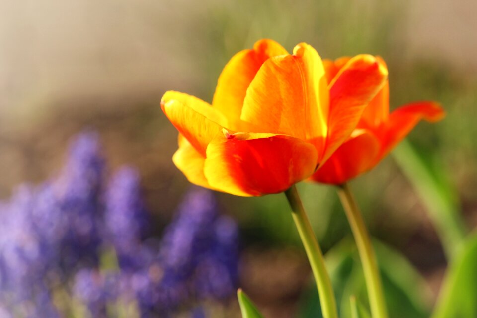 Close up bright flowers