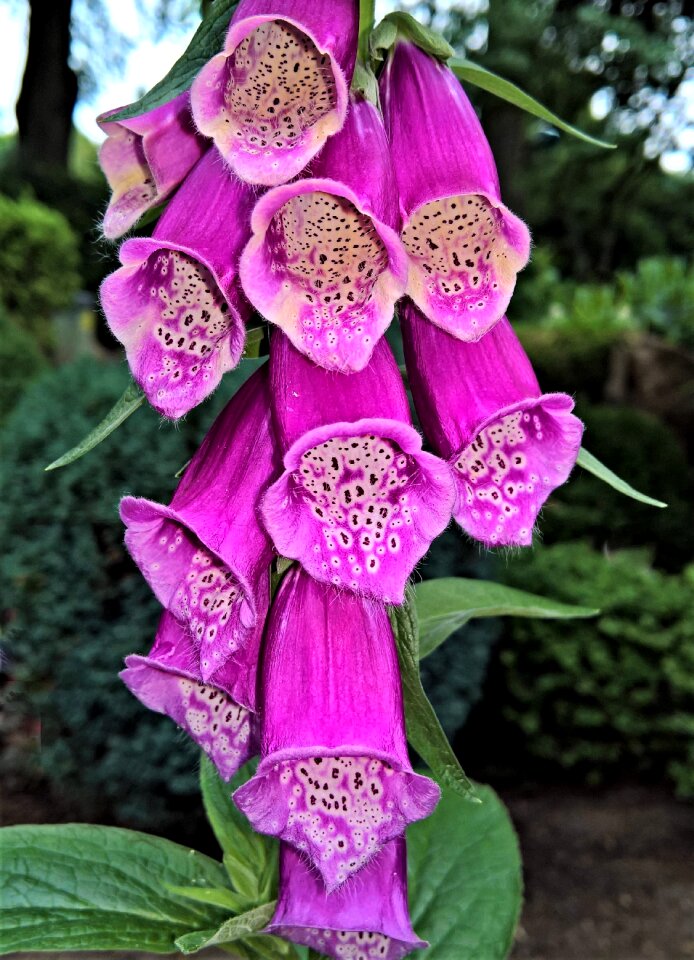Wild plant pink flowers bell shaped