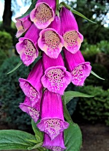 Wild plant pink flowers bell shaped