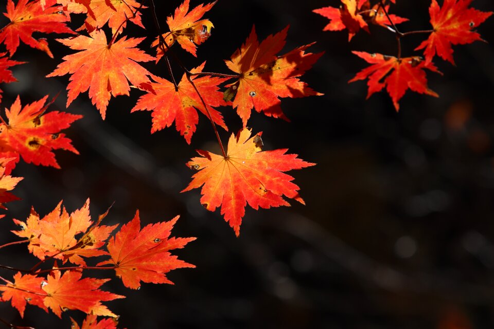 Nature leaf autumn