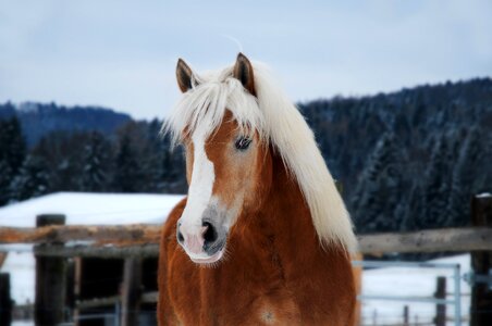 Head animal snow