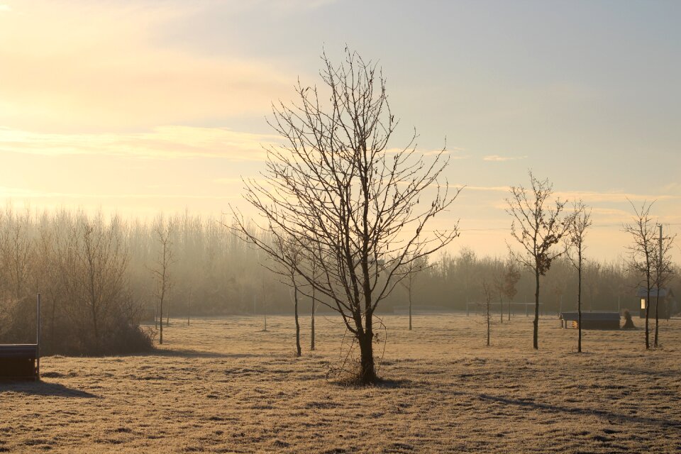 Sapling cold nature