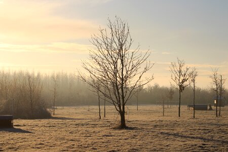 Sapling cold nature