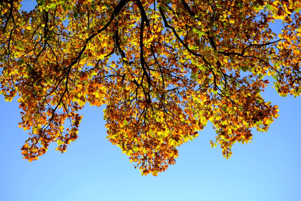 Leaves autumn fall color photo