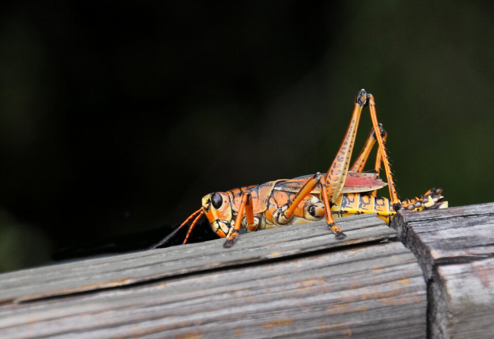 Insect nature wildlife