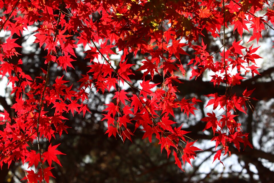 Nature leaf autumn
