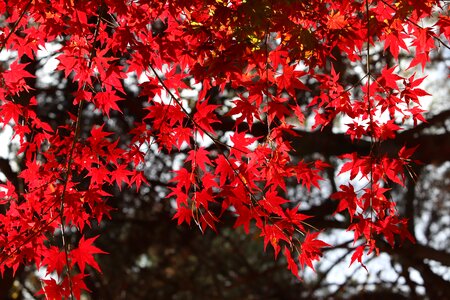 Nature leaf autumn photo