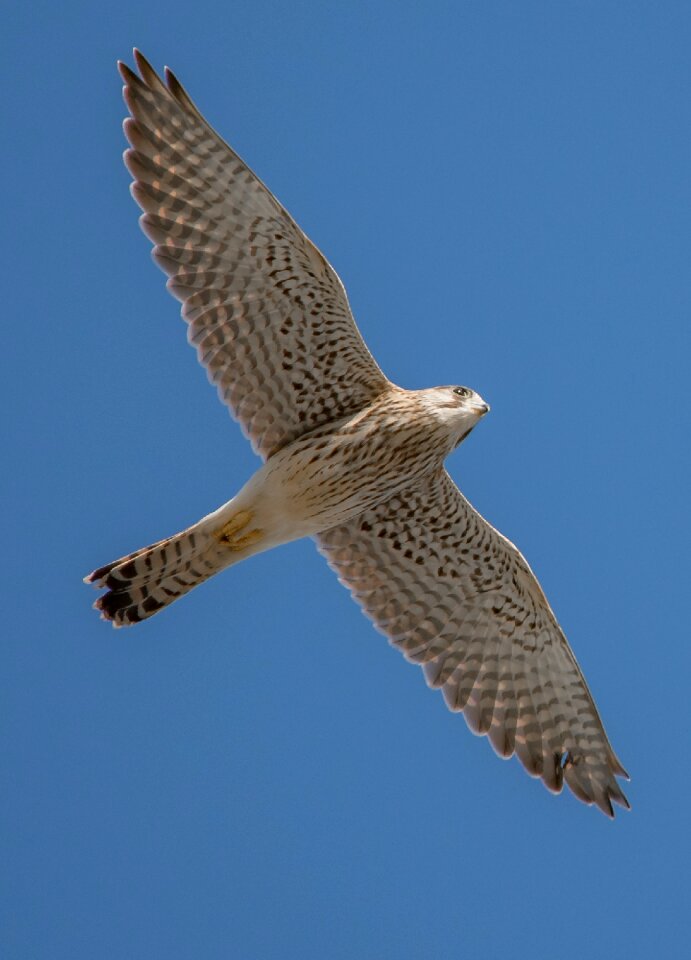 Nature animal world bird of prey