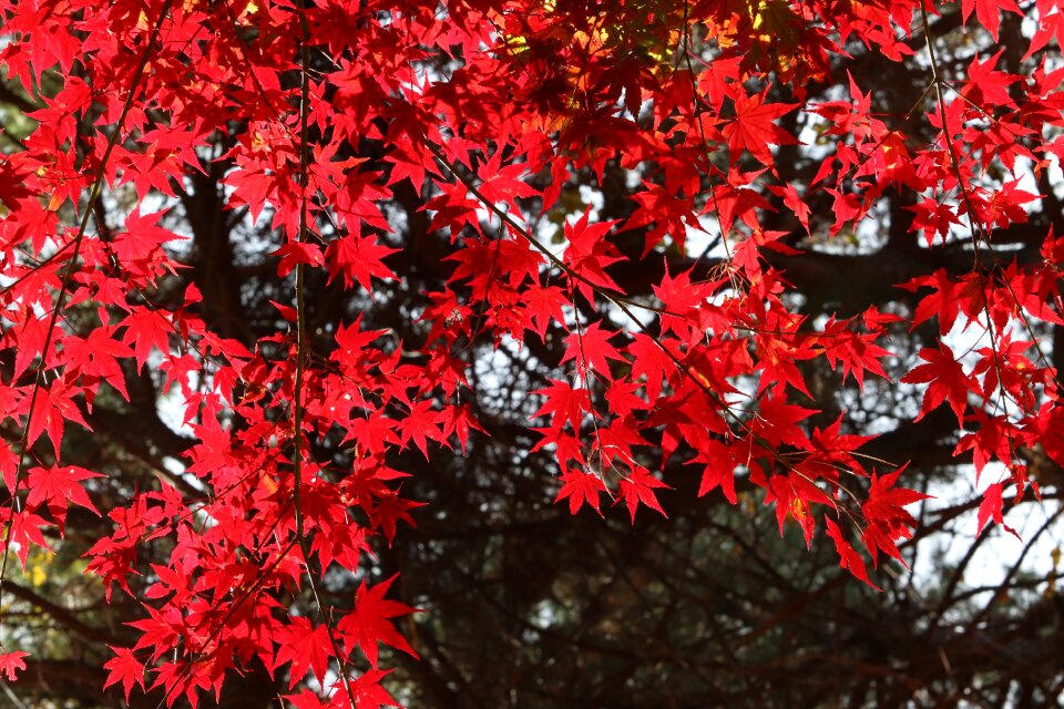 Nature leaf autumn