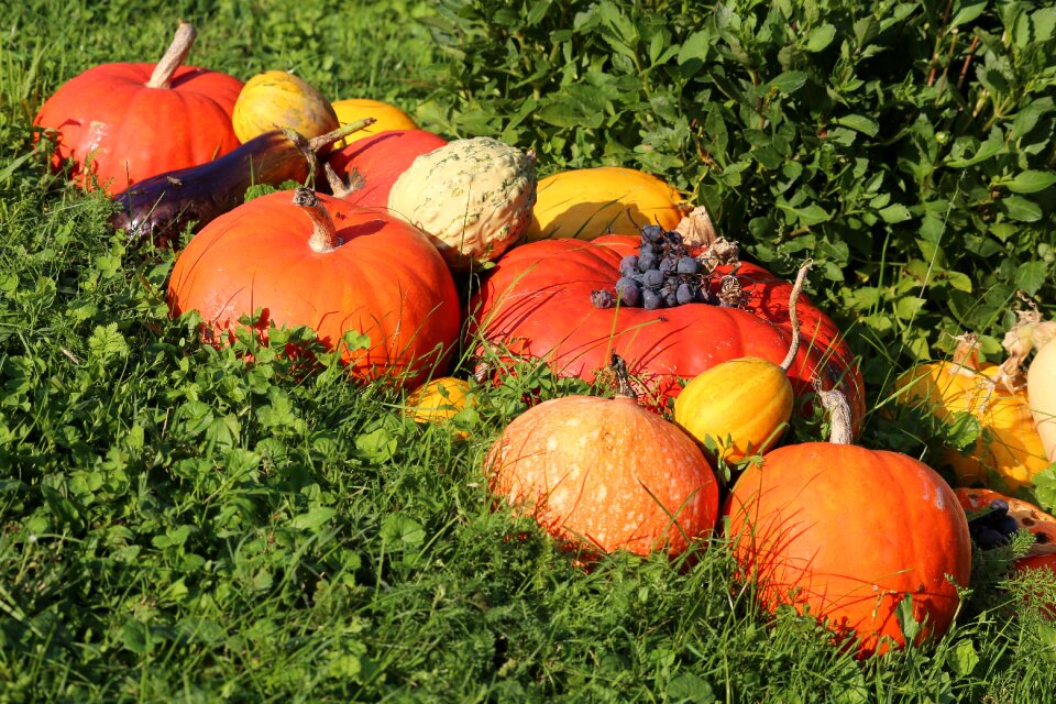 Food harvest vegetable