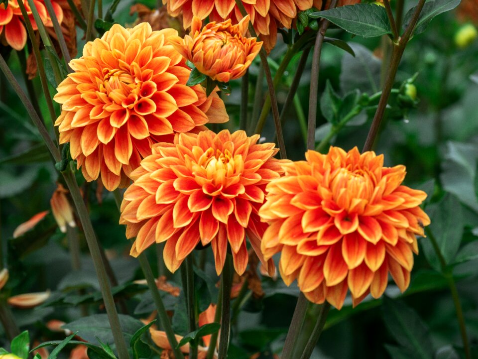 Dahlias garden plant bright