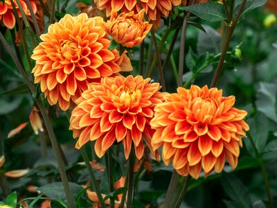 Dahlias garden plant bright