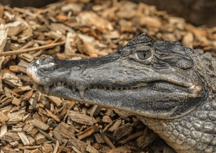 Animal crocodile alligator photo