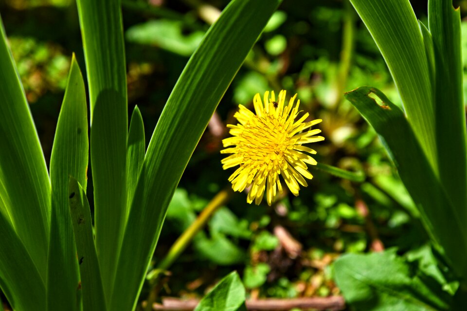 Blossom taraxacum perennial