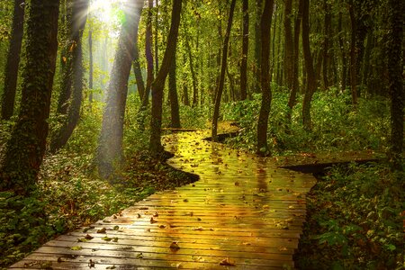 Road nature green