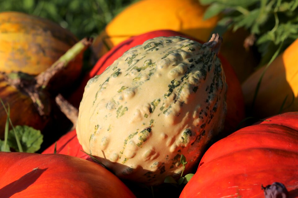 Food harvest vegetable
