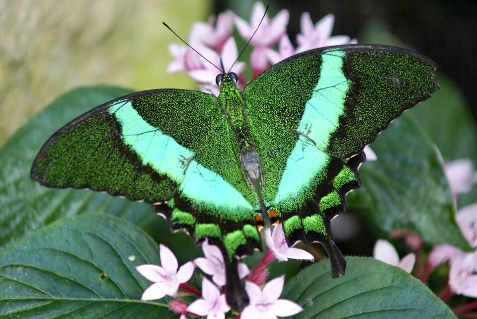 Nature wings flowers